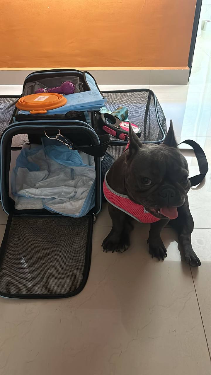 Dog beside an open soft-sided carrier and travel supplies